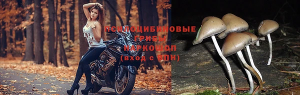 прущие грибы Абдулино